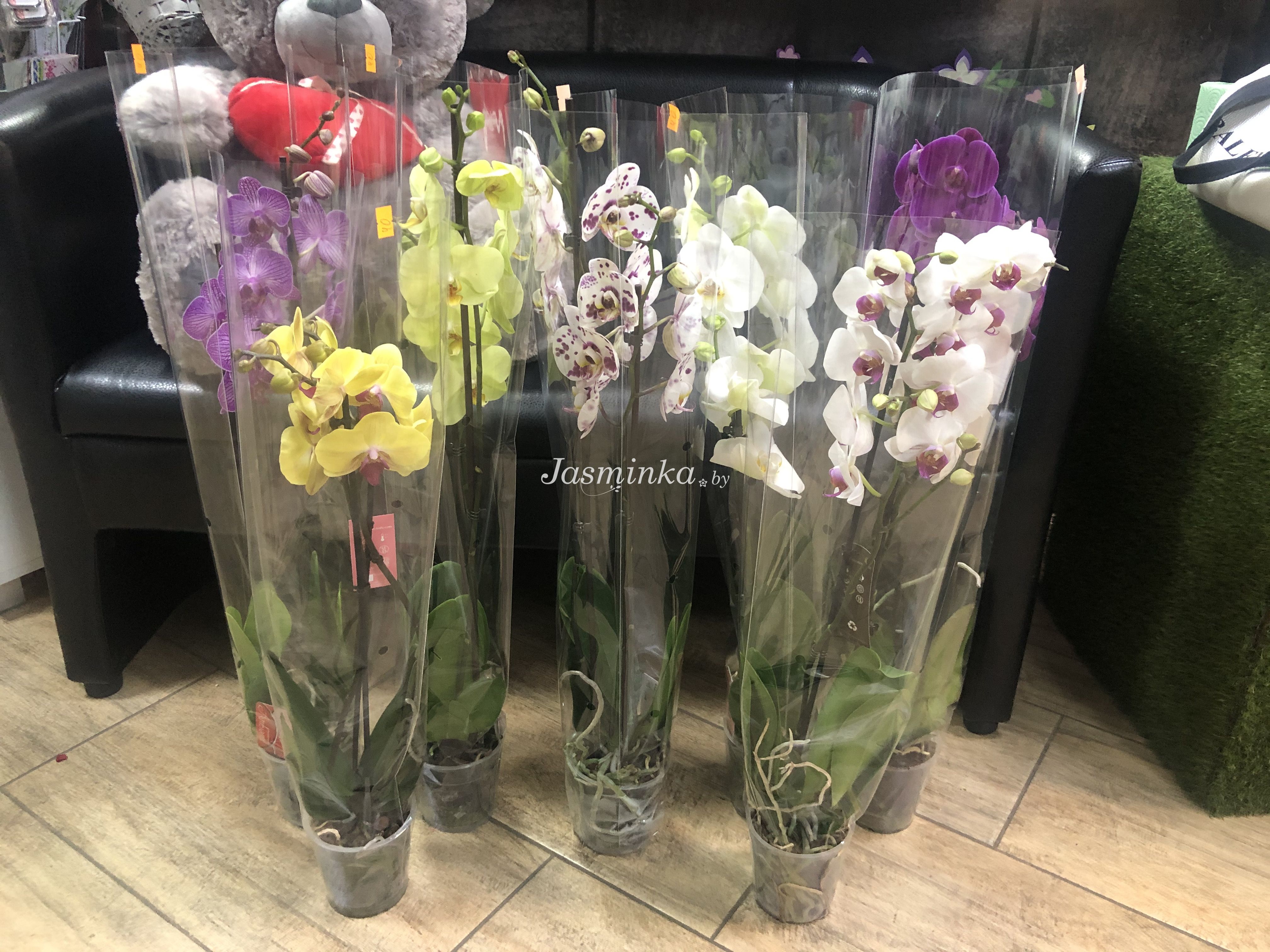 Орхидея цветы цена за штуку купить доставка цветов текстильщики москва